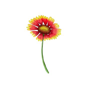 Firewheel wildflower online