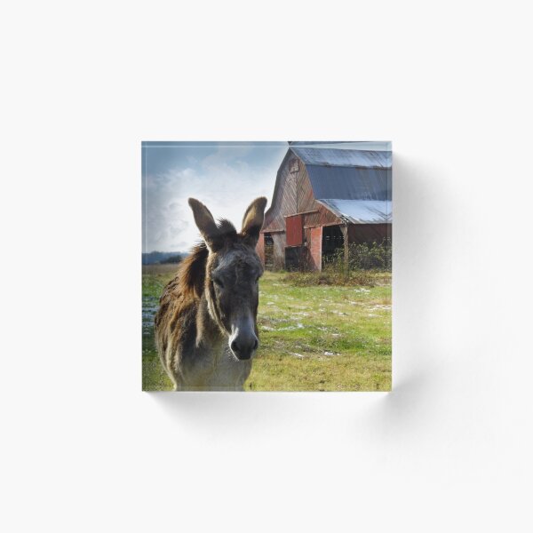 Hargroves' Mule Acrylic Block