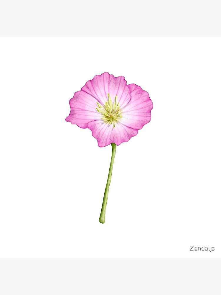 pink buttercup flower texas