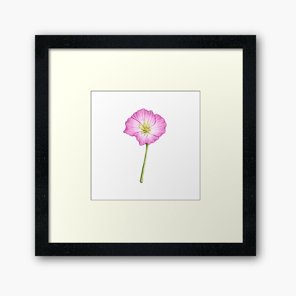 Item preview, Pink buttercup. Also known as Pink Evening Primrose. Texas wildflower. designed and sold by Zendays.