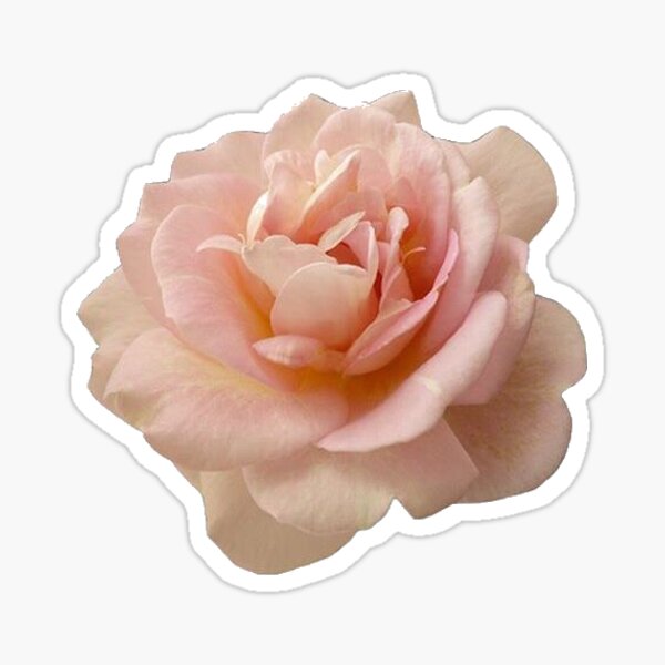 Item preview, Peach Rose designed and sold by DawnStarfall.