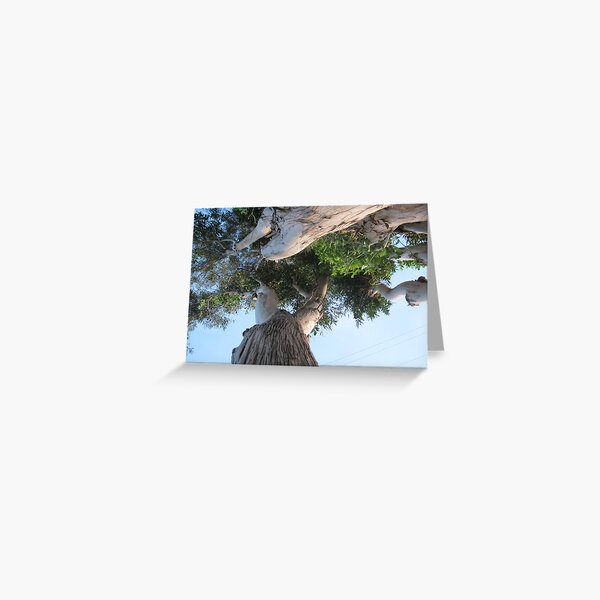 1066 Greeting Card