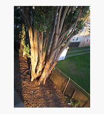 908 Photographic Print