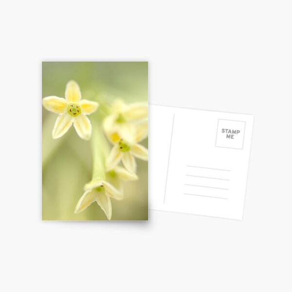 Falling Stars Postcard