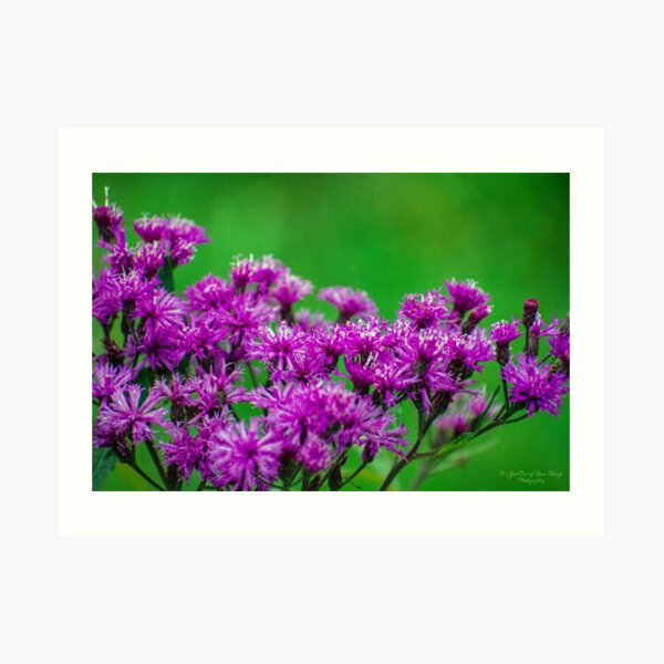 Tall Ironweed Art Print