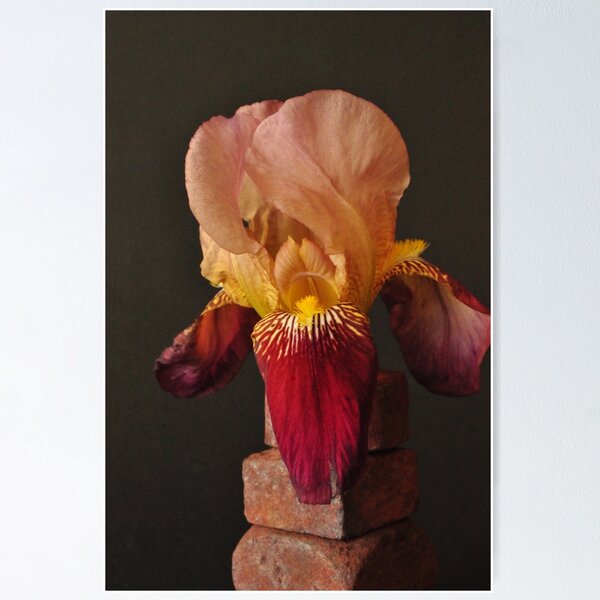 Item preview, Iris sp. designed and sold by Julie Sherlock.