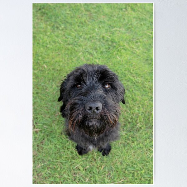 Artikelvorschau, scottish terrier entworfen und verkauft von morrbyte.