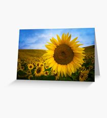 Sunflower Field in Valensole - Provence, France Greeting Card
