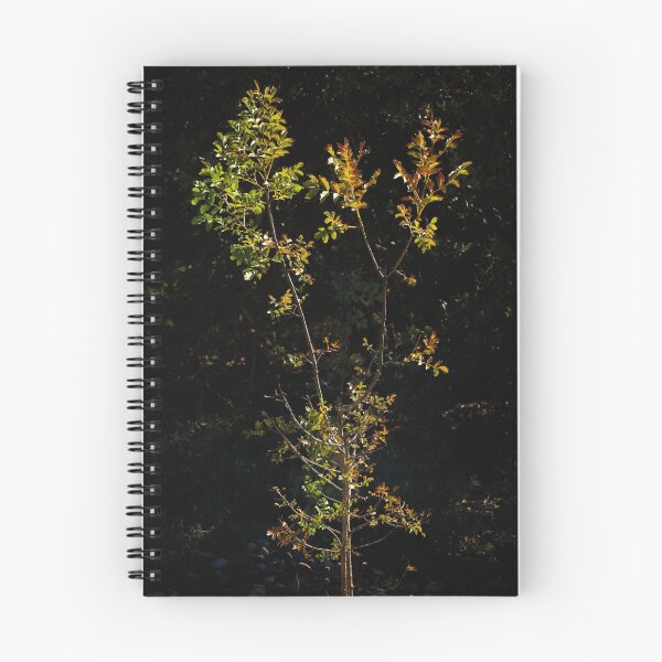 Item preview, The Sapling designed and sold by Ralph Goldsmith.
