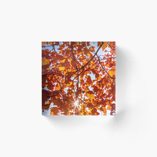 Fall Maple Acrylic Block