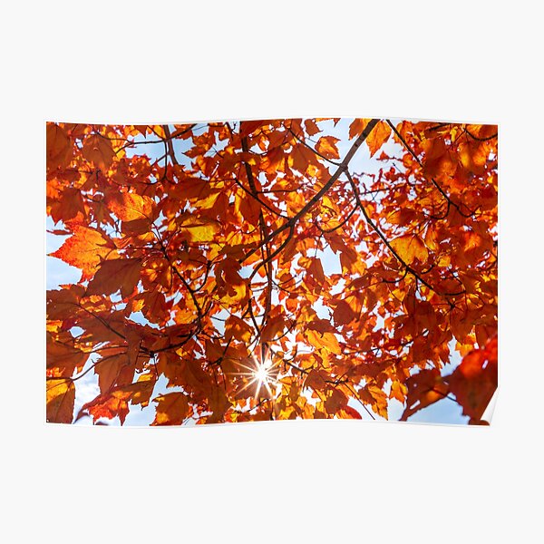 Fall Maple Poster