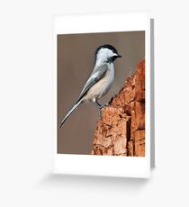 Black-Capped Chickadee Greeting Card