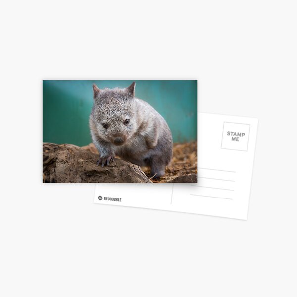 Baby wombat, Tasmania Postcard