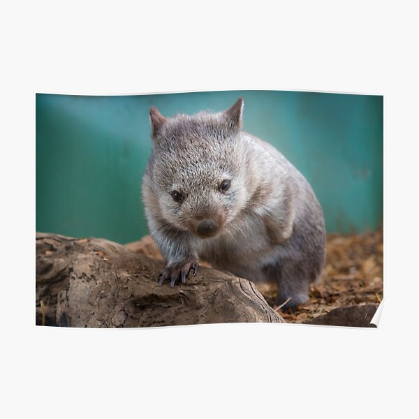 Baby wombat, Tasmania Poster