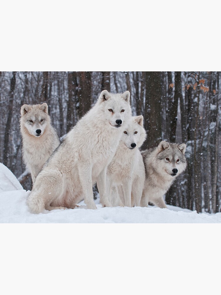 arctic wolf pack