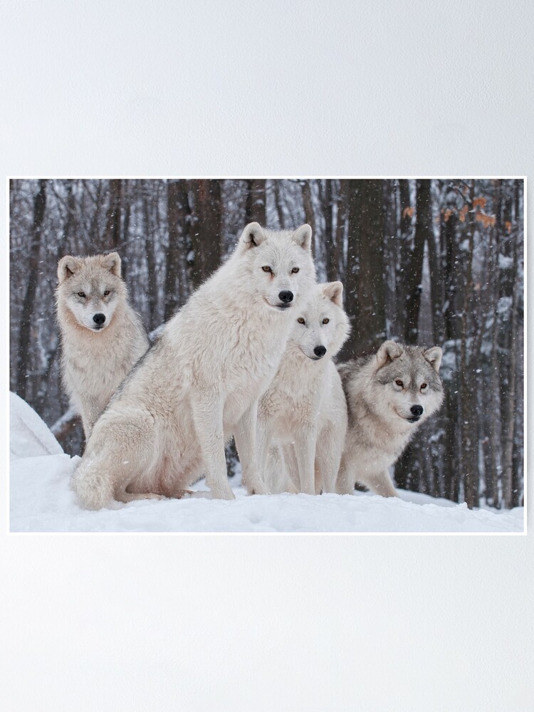 Poster Pack De Loup Arctique Par Bmaynard Redbubble