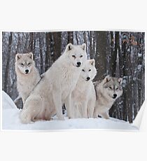 Arctic Wolf Pack Poster