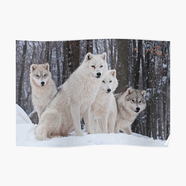 Arctic Wolf Pack Poster