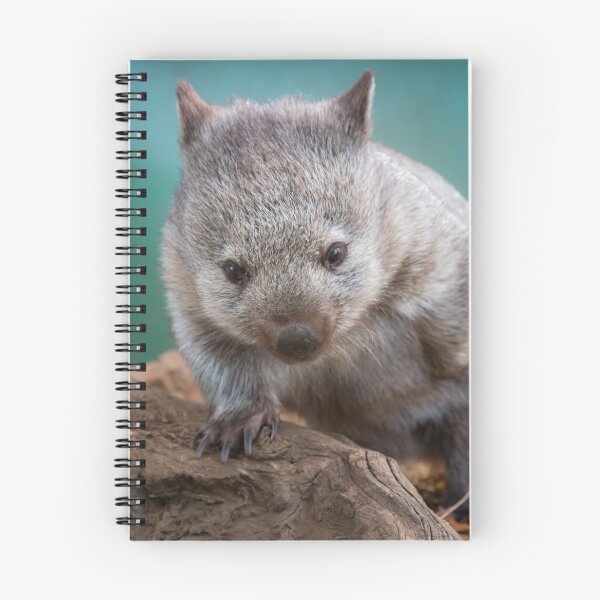 Item preview, Baby wombat, Tasmania designed and sold by pauldfleming.
