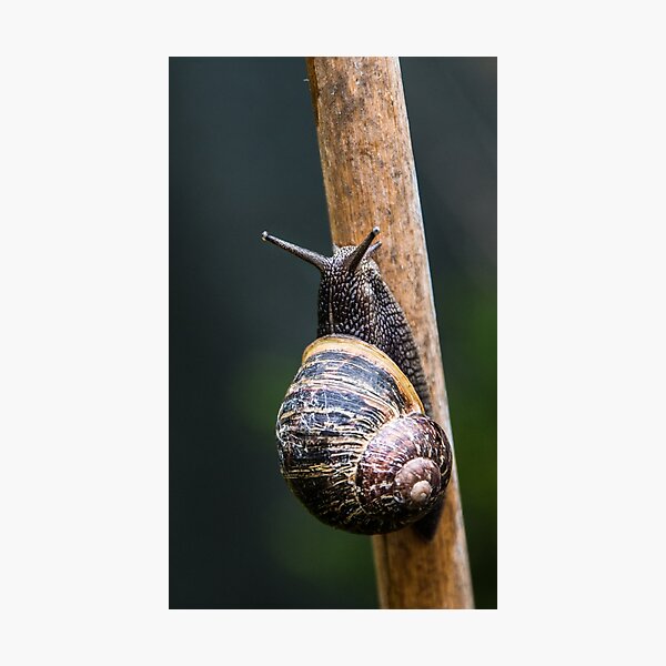 Snail Photographic Print