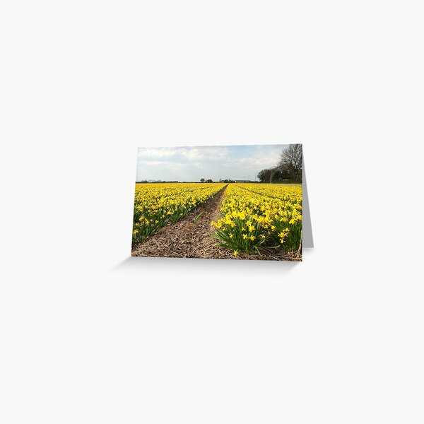 Flowering Daffodils Fields Greeting Card
