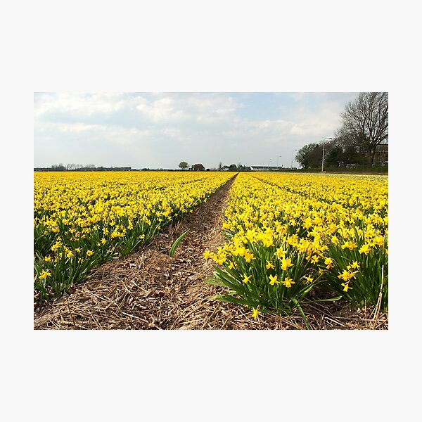 Flowering Daffodils Fields Photographic Print