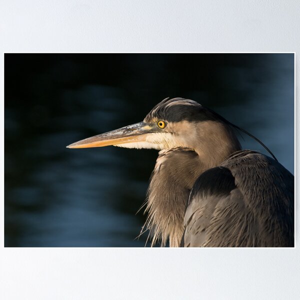 Item preview, Great Blue Heron Portrait designed and sold by Heather Pickard.