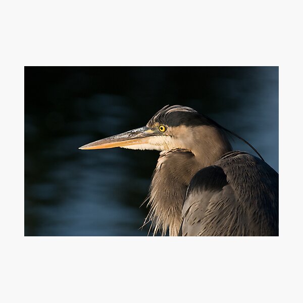 Item preview, Great Blue Heron Portrait designed and sold by Heather Pickard.