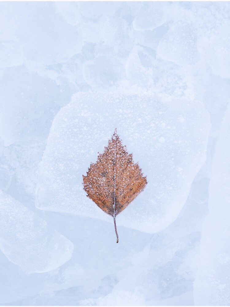 One birch tree leaf frozen on ice by Juhku