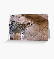 Ocelot ~ Captive Grußkarte