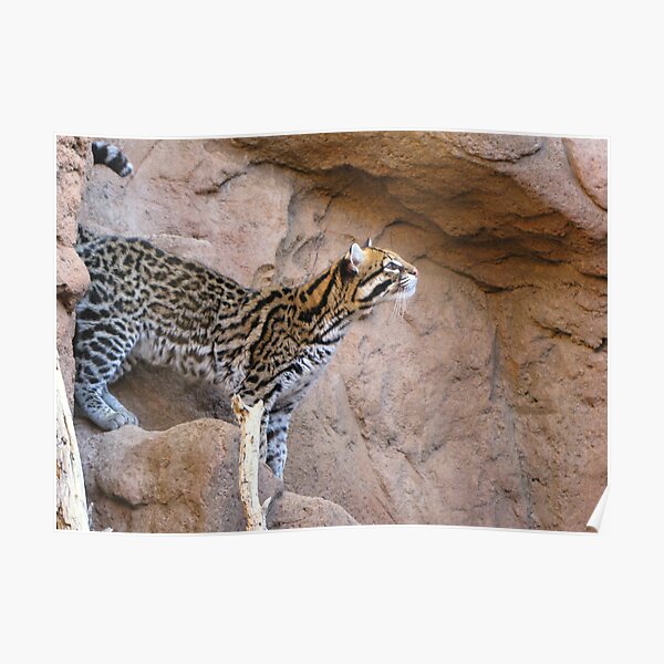 Ocelot ~ Captive Poster