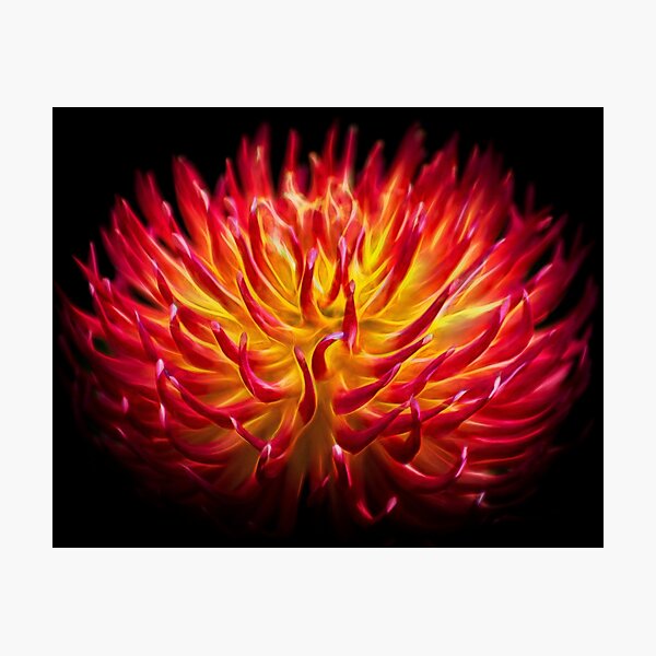 Flower dance Photographic Print
