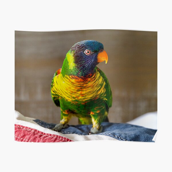 Rainbow Lorikeet Poster