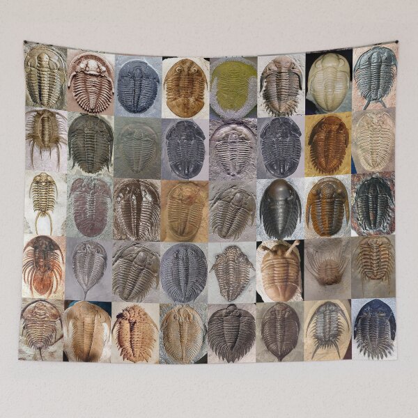 Item preview, Trilobites designed and sold by Montage-Madness.