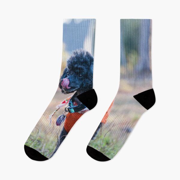 Item preview, Toy poodle in a Suburb Jungle designed and sold by KensLensDesigns.