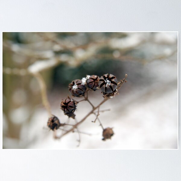 Artikelvorschau, Snowkiss'd Crepe Myrtle entworfen und verkauft von WalnutHill.