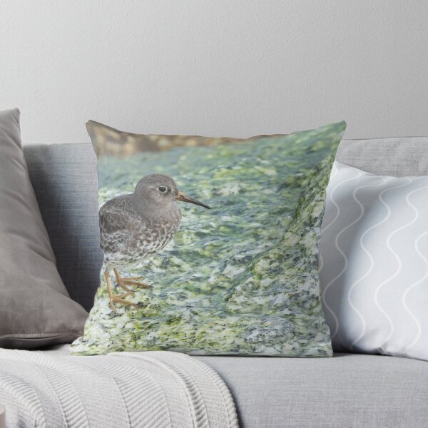 Item preview, Purple Sandpiper designed and sold by LaurenTucker.