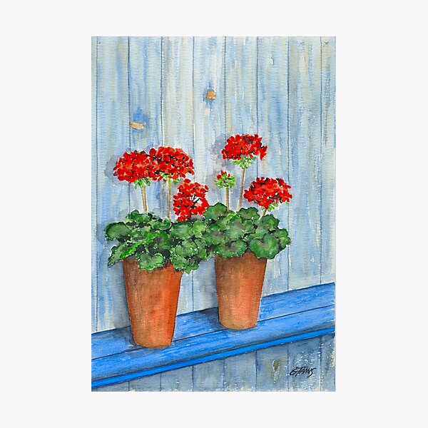GERANIUMS - WATERCOLOR Photographic Print