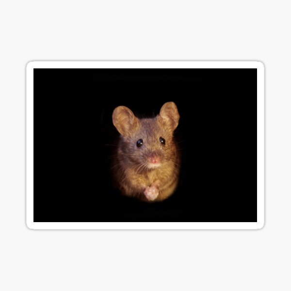 Mouse with cold hands Sticker