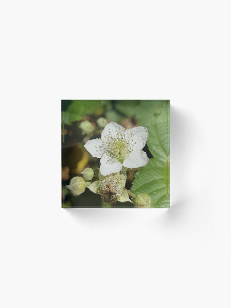Alternate view of Bramble Blossom Acrylic Block