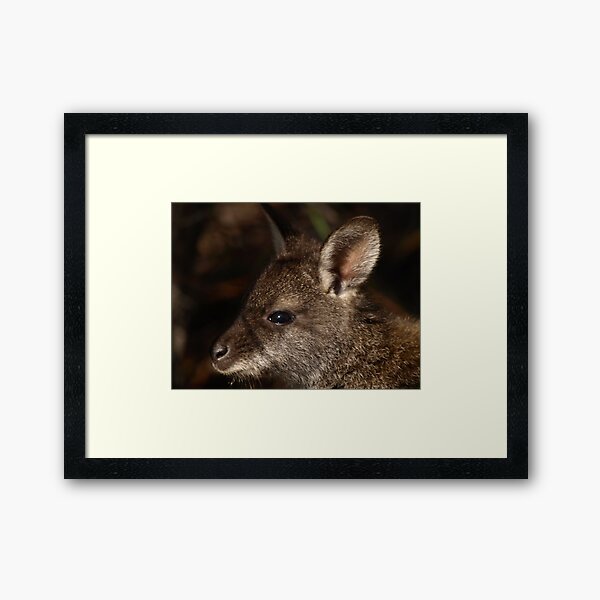 Item preview, Bennett's Wallaby, Coles Bay Tasmania designed and sold by Tom McDonnell.
