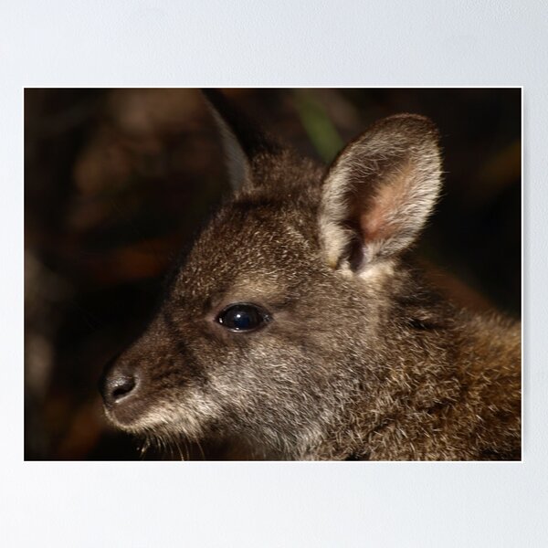Item preview, Bennett's Wallaby, Coles Bay Tasmania designed and sold by Tom McDonnell.