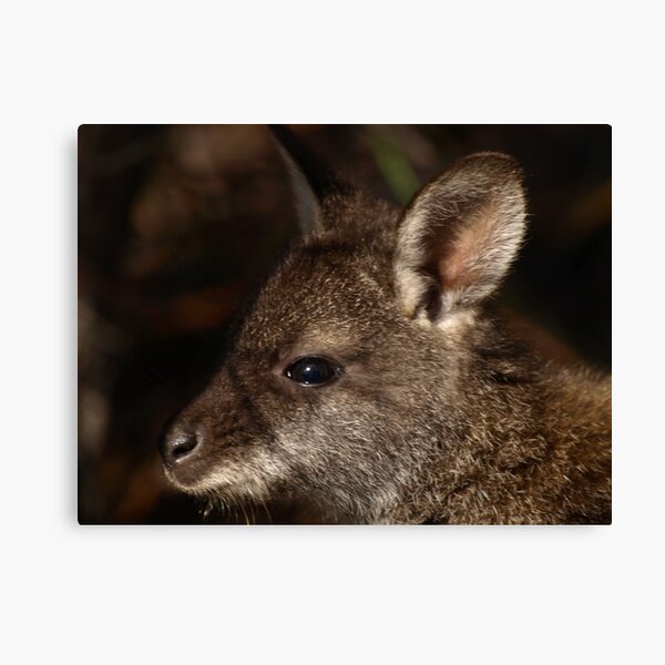 Item preview, Bennett's Wallaby, Coles Bay Tasmania designed and sold by Tom McDonnell.