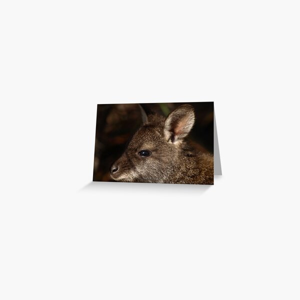 Bennett's Wallaby, Coles Bay Tasmania Greeting Card