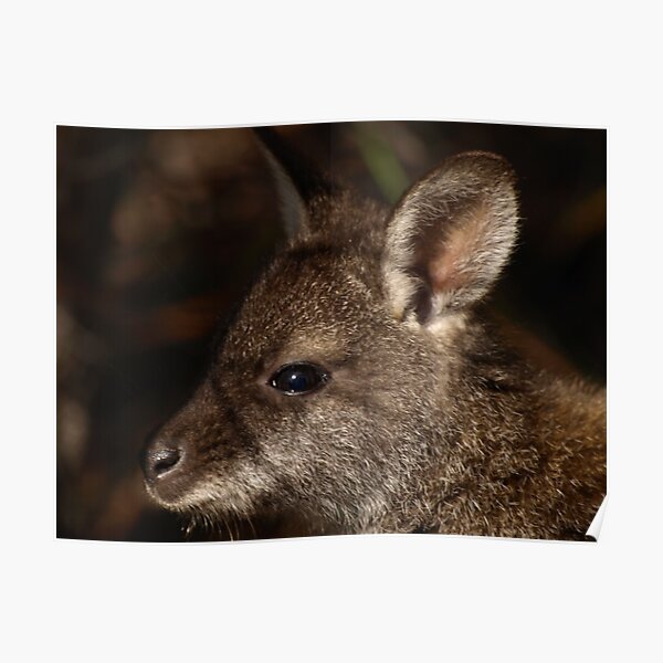 Bennett's Wallaby, Coles Bay Tasmania Poster