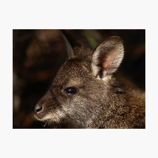Bennett's Wallaby, Coles Bay Tasmania Photographic Print