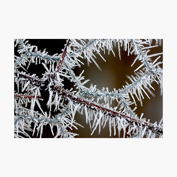 fragile garland Photographic Print