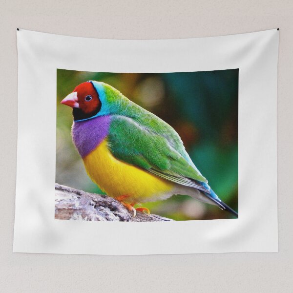 Item preview, Australian Gouldian Finch; an Endangered Species designed and sold by TonyMayoArt.