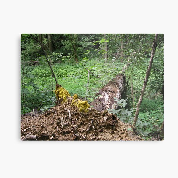 Giant Complex Metal Print