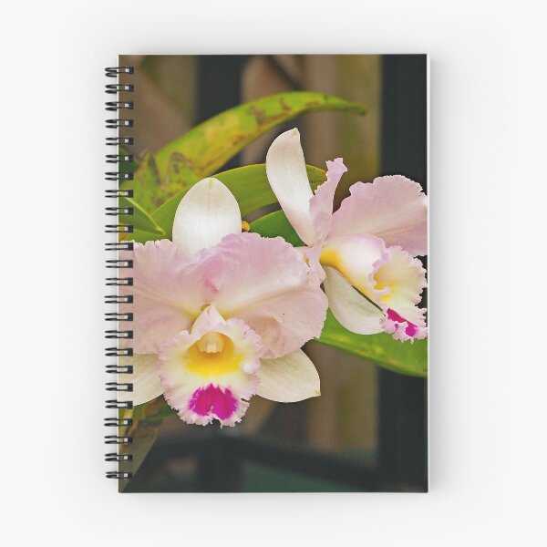 Item preview, Cattleya Orchid 830 designed and sold by Strawflower Oasis.